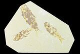 Trio of Fossil Fish (Knightia) - Green River Formation - Wyoming #136856-1